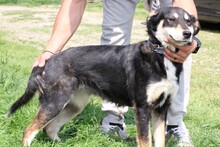 RIRKA, Hund, Hütehund-Mix in Lohra-Reimershausen - Bild 5