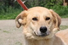 CORNETO, Hund, Golden Retriever-Labrador-Mix in Rumänien - Bild 1