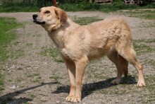 CORNETO, Hund, Golden Retriever-Labrador-Mix in Rumänien - Bild 2