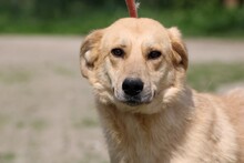 CORNETO, Hund, Golden Retriever-Labrador-Mix in Rumänien - Bild 3