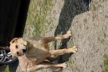 CORNETO, Hund, Golden Retriever-Labrador-Mix in Rumänien - Bild 4