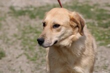 CORNETO, Hund, Golden Retriever-Labrador-Mix in Rumänien - Bild 5