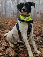 WALDY, Hund, Mischlingshund in Slowakische Republik - Bild 6