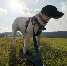 WALDY, Hund, Mischlingshund in Slowakische Republik - Bild 7