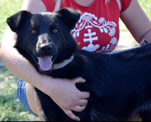 HOLLAN, Hund, Mischlingshund in Slowakische Republik - Bild 1