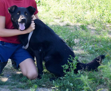 HOLLAN, Hund, Mischlingshund in Slowakische Republik - Bild 10