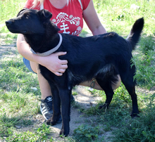 HOLLAN, Hund, Mischlingshund in Slowakische Republik - Bild 11