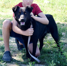 HOLLAN, Hund, Mischlingshund in Slowakische Republik - Bild 2