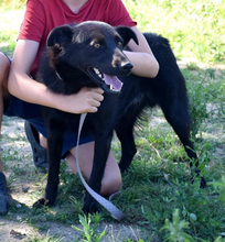 HOLLAN, Hund, Mischlingshund in Slowakische Republik - Bild 3