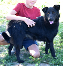 HOLLAN, Hund, Mischlingshund in Slowakische Republik - Bild 4