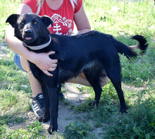 HOLLAN, Hund, Mischlingshund in Slowakische Republik - Bild 5