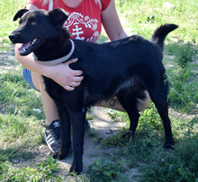 HOLLAN, Hund, Mischlingshund in Slowakische Republik - Bild 6