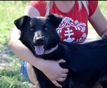 HOLLAN, Hund, Mischlingshund in Slowakische Republik - Bild 7