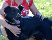 HOLLAN, Hund, Mischlingshund in Slowakische Republik - Bild 8