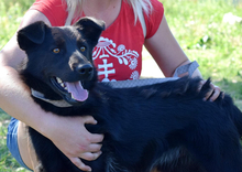 HOLLAN, Hund, Mischlingshund in Slowakische Republik - Bild 9