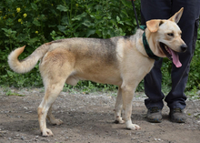 DELISO, Hund, Mischlingshund in Slowakische Republik - Bild 10