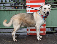 DELISO, Hund, Mischlingshund in Slowakische Republik - Bild 11