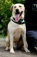 DELISO, Hund, Mischlingshund in Slowakische Republik - Bild 2