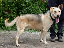 DELISO, Hund, Mischlingshund in Slowakische Republik - Bild 3