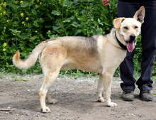 DELISO, Hund, Mischlingshund in Slowakische Republik - Bild 5