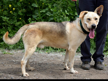 DELISO, Hund, Mischlingshund in Slowakische Republik - Bild 6