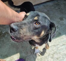 QUINO, Hund, Mischlingshund in Rumänien - Bild 10