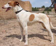 QUIN, Hund, Galgo Español-Mix in Asbach - Bild 10