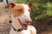 QUIN, Hund, Galgo Español-Mix in Asbach - Bild 5