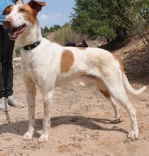 QUIN, Hund, Galgo Español-Mix in Asbach - Bild 7