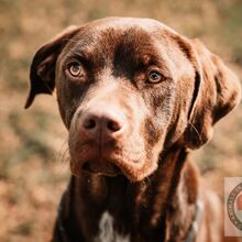 ZEUS, Hund, Labrador-Mix in Spanien - Bild 1