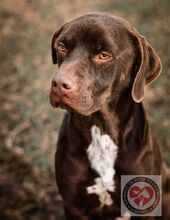 ZEUS, Hund, Labrador-Mix in Spanien - Bild 2