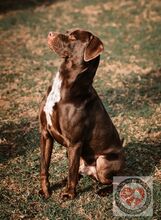 ZEUS, Hund, Labrador-Mix in Spanien - Bild 3