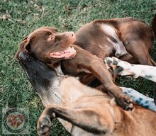 ZEUS, Hund, Labrador-Mix in Spanien - Bild 4