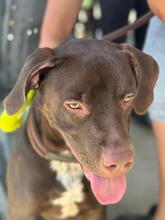 ZEUS, Hund, Labrador-Mix in Spanien - Bild 7