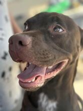 ZEUS, Hund, Labrador-Mix in Spanien - Bild 8