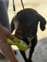 ZEUS, Hund, Labrador-Mix in Spanien - Bild 9