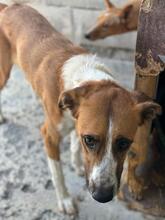 PHOENIX, Hund, Podenco-Mix in Spanien - Bild 2