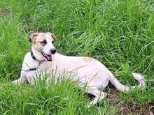 MOODY, Hund, Mischlingshund in Feuerscheid - Bild 4