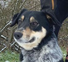 PEDRO, Hund, Australian Shepherd-Border Collie-Mix in Slowakische Republik - Bild 1