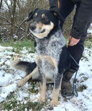 PEDRO, Hund, Australian Shepherd-Border Collie-Mix in Slowakische Republik - Bild 10