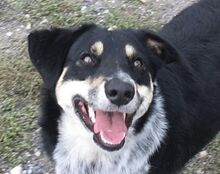 PEDRO, Hund, Australian Shepherd-Border Collie-Mix in Slowakische Republik - Bild 11