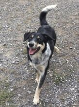 PEDRO, Hund, Australian Shepherd-Border Collie-Mix in Slowakische Republik - Bild 12