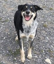 PEDRO, Hund, Australian Shepherd-Border Collie-Mix in Slowakische Republik - Bild 13