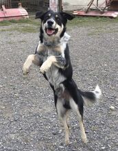 PEDRO, Hund, Australian Shepherd-Border Collie-Mix in Slowakische Republik - Bild 15