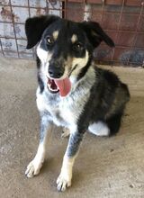 PEDRO, Hund, Australian Shepherd-Border Collie-Mix in Slowakische Republik - Bild 16