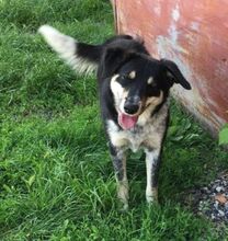 PEDRO, Hund, Australian Shepherd-Border Collie-Mix in Slowakische Republik - Bild 17