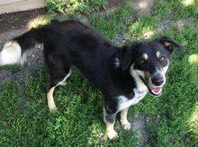 PEDRO, Hund, Australian Shepherd-Border Collie-Mix in Slowakische Republik - Bild 18