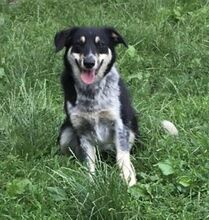 PEDRO, Hund, Australian Shepherd-Border Collie-Mix in Slowakische Republik - Bild 19