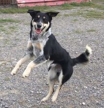 PEDRO, Hund, Australian Shepherd-Border Collie-Mix in Slowakische Republik - Bild 2