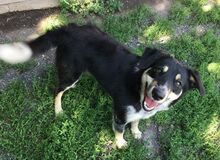 PEDRO, Hund, Australian Shepherd-Border Collie-Mix in Slowakische Republik - Bild 20